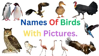 Names Of Birds With Pictures for Babies, Toddlers and Kids in English. Names Of Birds Vocabulary.