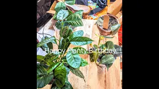 Unboxing Plant Mail from California Tropicals!!!/Happy Birthday to Me!