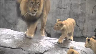 Lion - Dad and Son