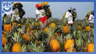 Harvesting Millions of Pineapples to make the Most Delicious Pineapple juice