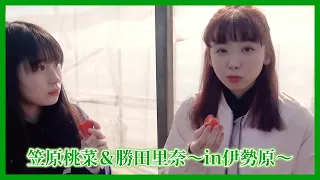 #27.アンジュルム / 笠原桃奈＆勝田里奈～in伊勢原～【散策ロケ】