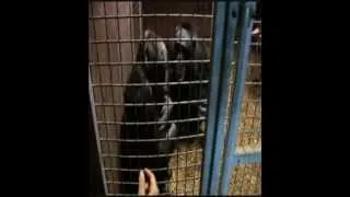 Rhys to the rescue of Billy the chimpanzee with Wales Ape & Monkey Sanctuary