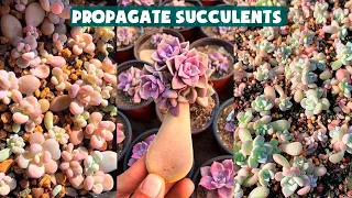 Propagate Succulents From Leaves| Nhân giống sen đá bằng lá| 多肉植物| 다육이들 | Suculentas