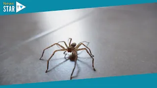Spider experts share eight ways to keep creepy crawlies out of your home