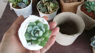 || HOW TO POT NEWLY PURCHASED SUCCULENT OUT OF COURIER BOX ?   ||