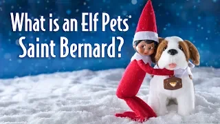 What is an Elf Pets Saint Bernard?