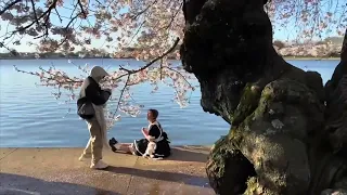 Cherry Blossom trees 👉The Beauty Of Washington D C👈||Spring Celebrations ||