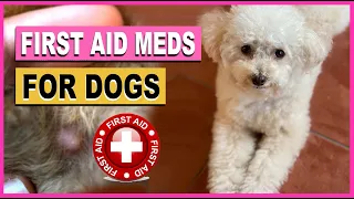 FIRST AID OTC MEDS FOR MY DOGS| The Poodle Mom