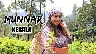 MUNNAR Hill Station | Kerala Food, Best Hotel in Munnar, Tea Plantations