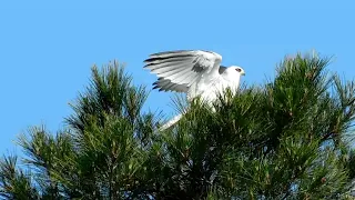 White-tailed Kites Were Key Attraction Today.