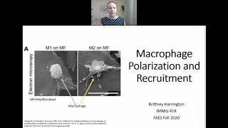 Macrophage Polarization