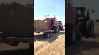 Baling wheat straw with a Case IH Puma 195 and a Hesston 4900 with accumulator.