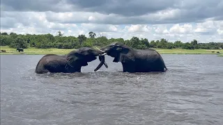 【Botswana】Chobe National Park_2024/2/1(Thu)【Safari】