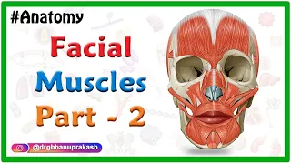 Facial muscles Anatomy animation Part 2 : Oral Group