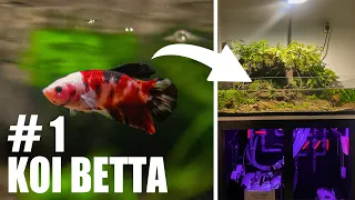 Best Koi Betta Paludarium | By AquaCreate