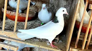 Коллекция Армянских голубей Арута!Нидерланды.Стоит посмотреть!!!Collection of Armenian pigeons Harut