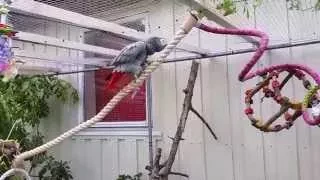 African Grey parrots getting a new outdoor aviary in Norway