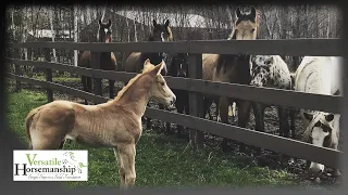 Day In The Life Of A Foal // Versatile Horsemanship