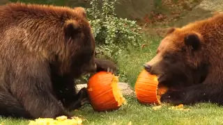 Bronx Zoo Bears Play with Pumpkins