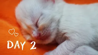 Newborn kittens persian - Day 2/babycat/#babykittens/#catlover