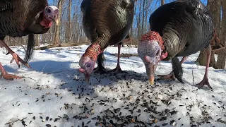 Wild Forest Turkeys in Winter - 10 Hours - February 28, 2022