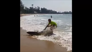 Man Attempts to Pull Beached Shark Back to Sea