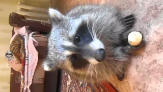 Raccoon eating banana (Енот ест банан)