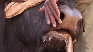 Buffalo Bull is Safely Tranquilised | Vet Safari | BBC Earth