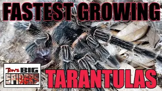 Fastest Growing Tarantulas In the Hobby