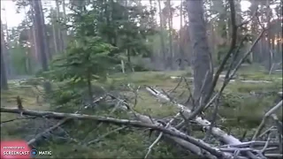 Bigfoot Sighting ( Bigfoot Jumps Across wooded Area Almost Supernatural