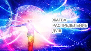 Хроники Акаши: Жатва. Распределение Душ