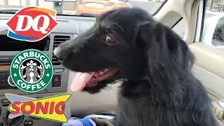 Who has the most dog friendly drive thru?