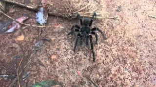 Ataque da Aranha Caranguejeira