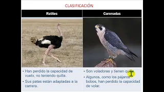 LAS AVES (CLASIFICACION)