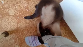 Тайская кошка играет
