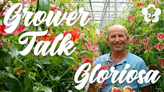 Grower Talk: Gloriosa Grower Willem Brouwer (The Process Behind the Crown Jewel of Flowers!)