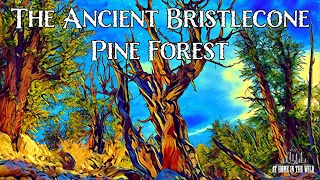 Ancient Bristlecone Pine Forest | At Home in the Wild 4K