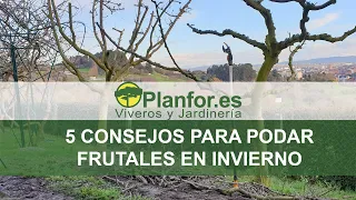 5 consejos para podar frutales en invierno