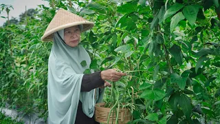 Memetik Kacang Panjang di Kebun | Memasak Tumis Kacang Panjang dan Udang, Tahu Isi| Minum Susu Kurma