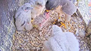 #116🦅Falcon Nest ❻ Slechtvalken Nestkast Onze Lieve Vrouwe Toren Amersfoort