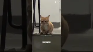 funny cat I found on capcut✨ part 2👏