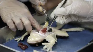 Frog Dissection - General Biology 2
