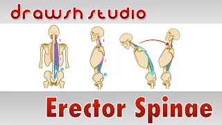 The Erector Spinae Muscles