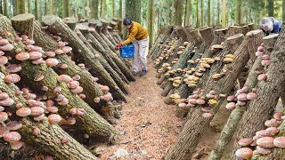 Genius Way They Grow & Process Shiitake Mushrooms in Japan