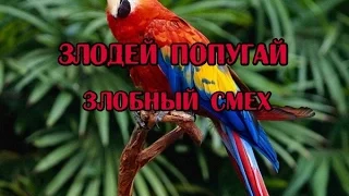 Попугай злодей, демонический смех, смешной голос.