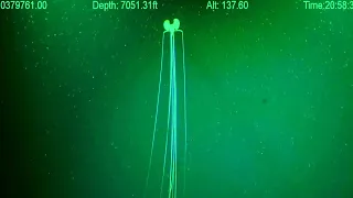 Magnapinna Squid Attack | New ROV Footage 2023 - Deepsea Oddities