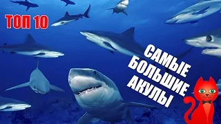 САМЫЕ БОЛЬШИЕ АКУЛЫ / ТОП 10 / 10 самых больших акул в мире. МЕГА АКУЛЫ,