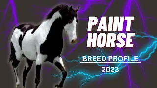 AMERICAN PAINT HORSE Breed Profile