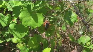 Cicadas in Georgia 2024 | First sightings