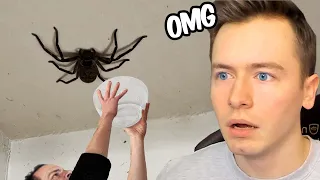 Die SPINNE war zu groß für die SCHÜSSEL...🕷️🕸️